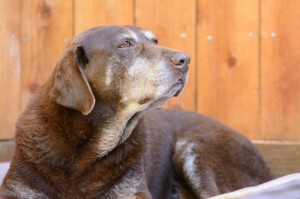 geriatric dog in need of physiotherapy