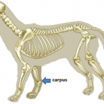 Anatomy - The Veterinary Expert| Pet HealthThe Veterinary Expert| Pet ...