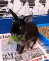 There are lots of nutritious treat foods available for pet rabbits for no or very little cost